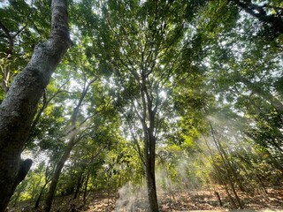 Sunshine makes trees and leaves and flowers have new things in the garden, we also need love every day