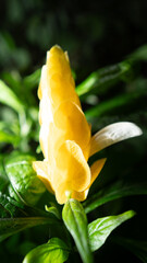 yellow flower with water drops