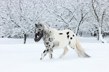 Appaloosa pony in the nature background, winter scene with strong snow storm, snowflakes covered animal.