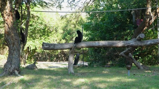 gibbons on a tree. gibbon jumping on a rope hanging from a tree branch. White-handed gibbon jumping in the forest. Animal in a zoo in Thailand