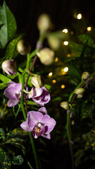purple orchid flower