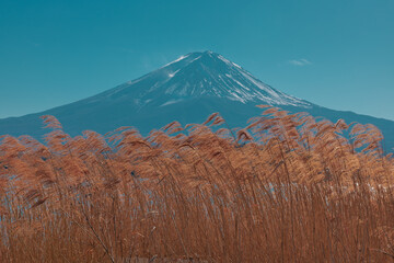 Mt. Fuji and pampas grass with blue sky background