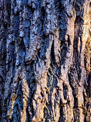 bark of a tree