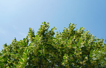 Chestnut flowers