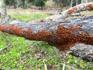 Mass of Convergent Ladybugs (Hippodamia convergens) clustered for warmth on trees, fences and plants during a winter morning at Pinnacles National Park, California. 