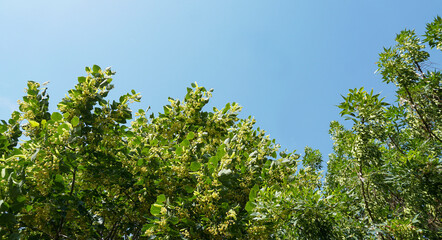 Obraz premium Chestnut flowers