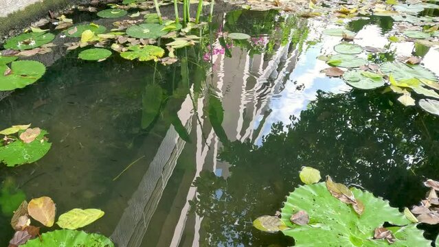 Tranquil Pond with Floating Lily Pads