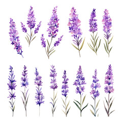 Set of purple lavender flowers watercolor isolated on transparent background