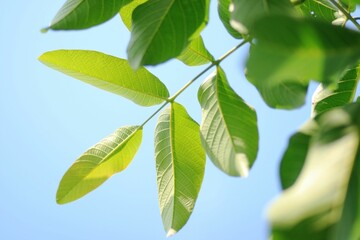 Naklejka premium leaves