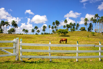 A typical Dominican pastoral scene with a grazing horse
