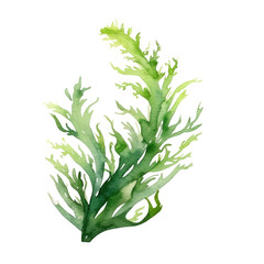 Seaweed isolated on transparent background watercolor