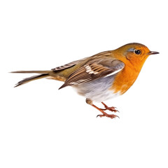 Fototapeta premium Robin Erithacus rubecula isolated on PNG transparent background