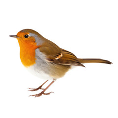 Robin Erithacus rubecula isolated on PNG transparent background