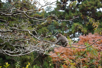 Wild Japanese monkey at Takasaki Mountain in Beppu, Japan
