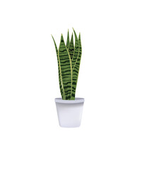 Sansevieria plant in white  pot, vector