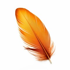 feather of a bird on a white background, close-up