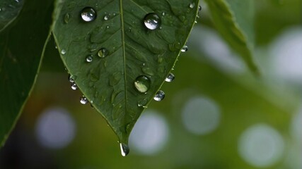 water drops on a leaf