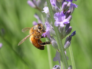 A honeybee sucking nectar from lavender flower