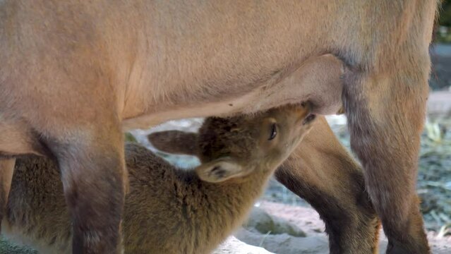 Baby ibex drinking from his mother.