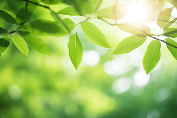 Green nature background with leaves on tree and blurry background with sunlight and bokeh lights