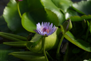 Close-up of the single water lily flower in full bloom