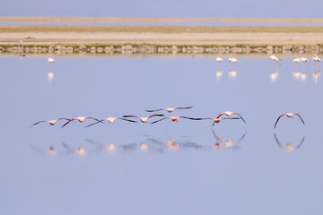 flamingos fly in formation just above the water surface of a flate lake in Amboseli NP