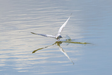 a seagull catch a fish whlie flying just above the water surface of a lake in Amboseli NP © Marcel