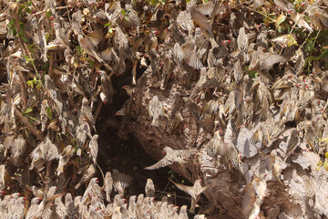 hundreds of flying weaver birds in Amboseli NP
