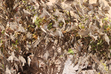 hundreds of flying weaver birds in Amboseli NP