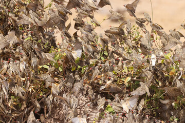 hundreds of flying weaver birds in Amboseli NP