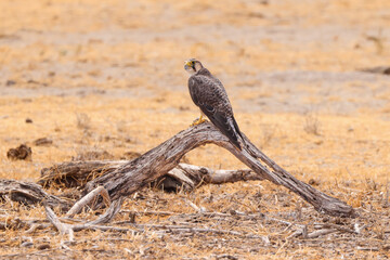 a falcon with prey sits on a deadwood in Amboseli NP