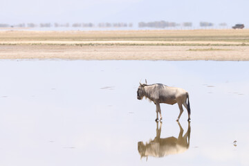 a single wildebeest is reflected in the surface of a flat lake in Amboseli NP © Marcel