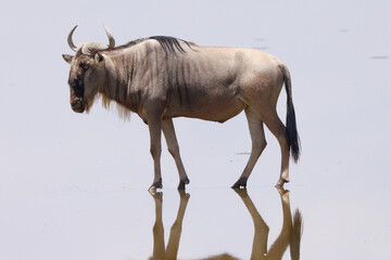 a single wildebeest is reflected in the surface of a flat lake in Amboseli NP