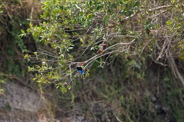 two kingfisher birds sit in a tree above the mara river