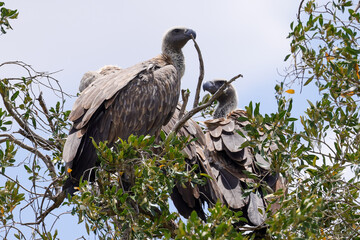 cape vultures sit on the top of a tree in Maasai Mara NP
