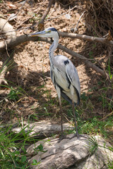grey heron in Maasai Mara NP