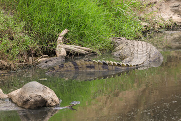 big crocodile in Mara river