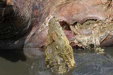 a crocodile tears out meat of a dead hippo in Mara river