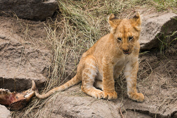 lion cub in Maasai Mara NP