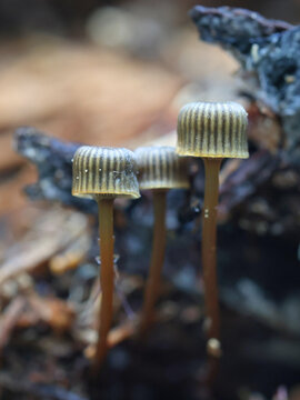 Cryptic Bonnet, Mycena picta, wild mushroom from Finland