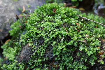 Water Earwort, Scapania undulata, a liverwort growing on forest streams in Finland