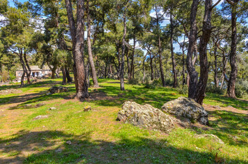 meadow in pine forest on Büyükada island (Adalar, Turkey)