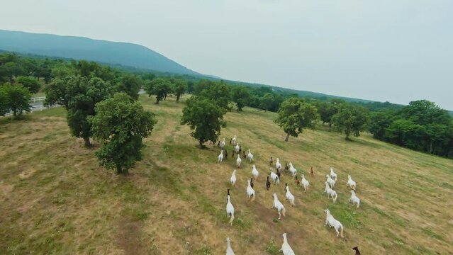 Breeding Herd Of Horses Running On Pasture At Lipica Stud Farm In Slovenia. aerial FPV shot