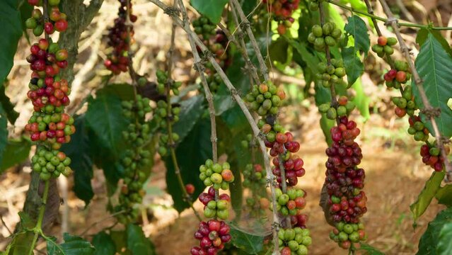 Growing Clusters of Raw Coffee with Red and Green Berries on Tree Branches