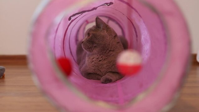 Adult, Male, Neutered British Shorthair cat looking around from inside a pink cat tunnel toy