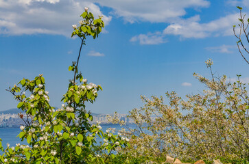 blossoming trees in Buyukada National Park (Adalar, Turkey) 