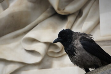 Closeup portrait of sitting black raven with stone statues background. Crow in Vienna.