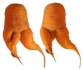 Deformed misshapen carrots with an extra leg on a white background.