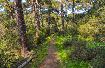 Obraz premium trail in Büyükada Milli Parkı (Buyukada National Park) on Adalar (Princes' Islands), Turkey