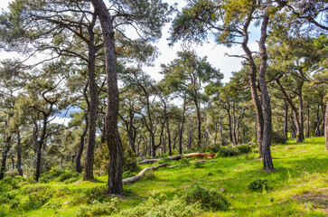 meadow in pine forest on Büyükada island (Adalar, Turkey)